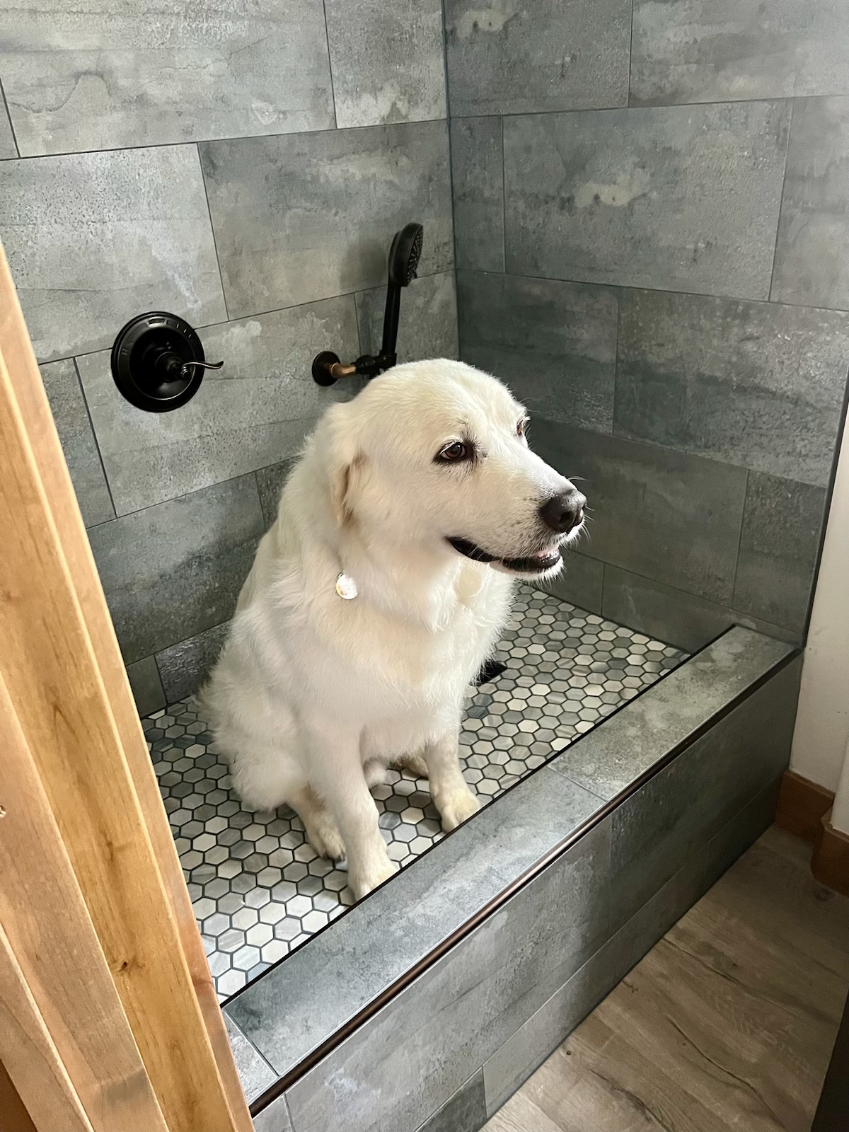 A large white dog sitting in a shower